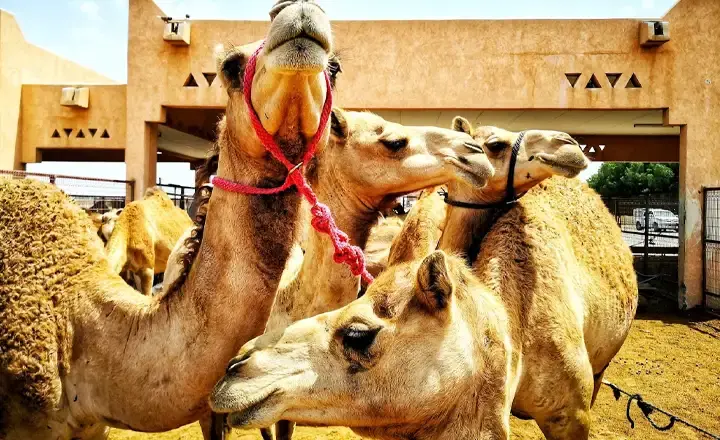 بازار شتر العین در دبی