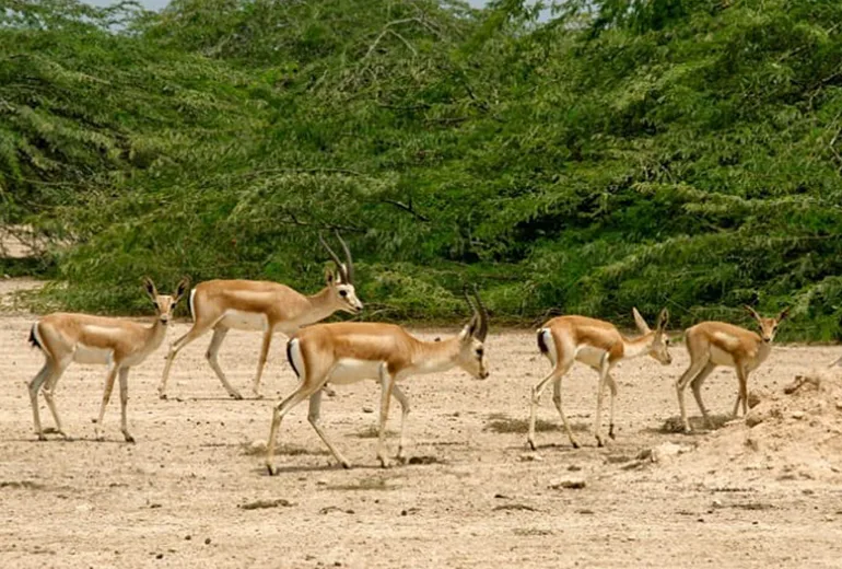بوستان آهوان از مکان های دیدنی کیش