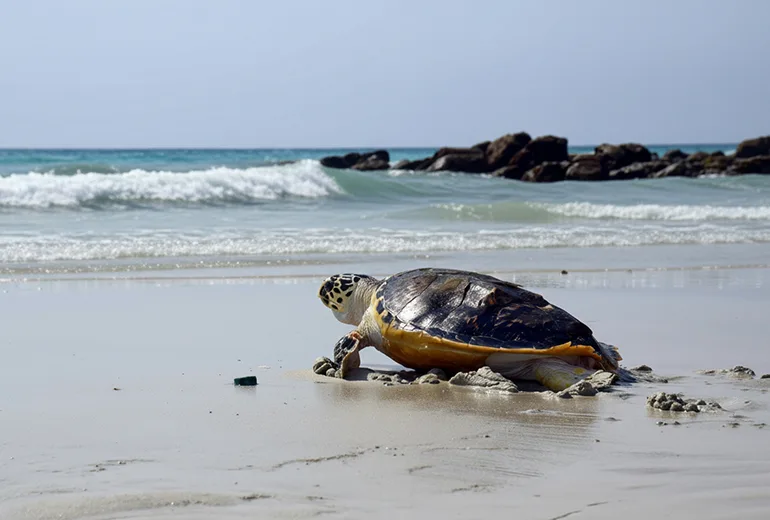 جزیره لاک‌پشت‌ها از بهترین جاهای دیدنی کیش