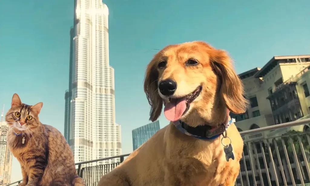 Bringing pets into Dubai