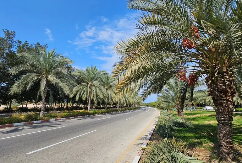 نخل‌های استوایی و آفتاب در مسافرت کیش