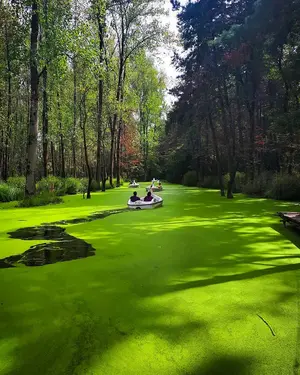 Saravan Forest