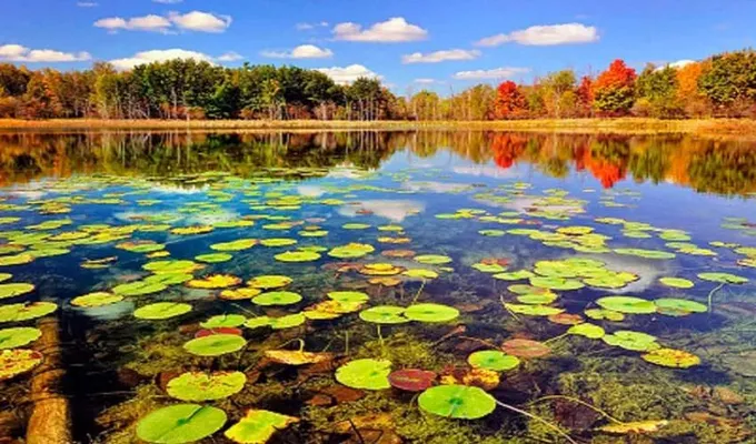 Anzali lagoon