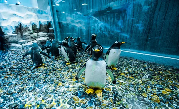 پناهگاه پنگوئن‌ها آکواریوم دبی