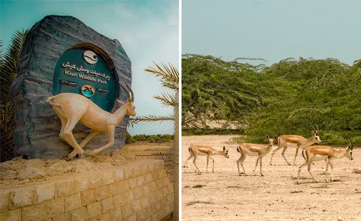 بوستان آهوان از تفریحات ارزان جزیره