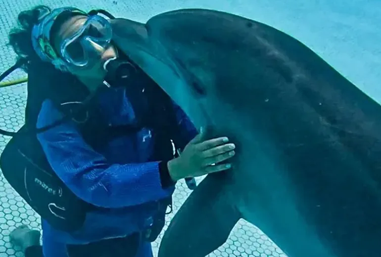 شنا و غواصی با دلفین‌ها در تفریحات آبی کیش