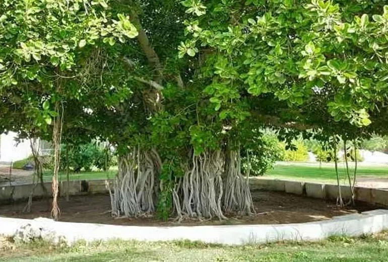 درخت سبز از تفریحات رایگان کیش