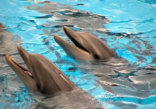 پارک دلفینها کیش