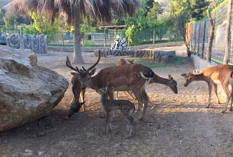 گوزن زیبا در باغ وحش قهرمانی شیراز