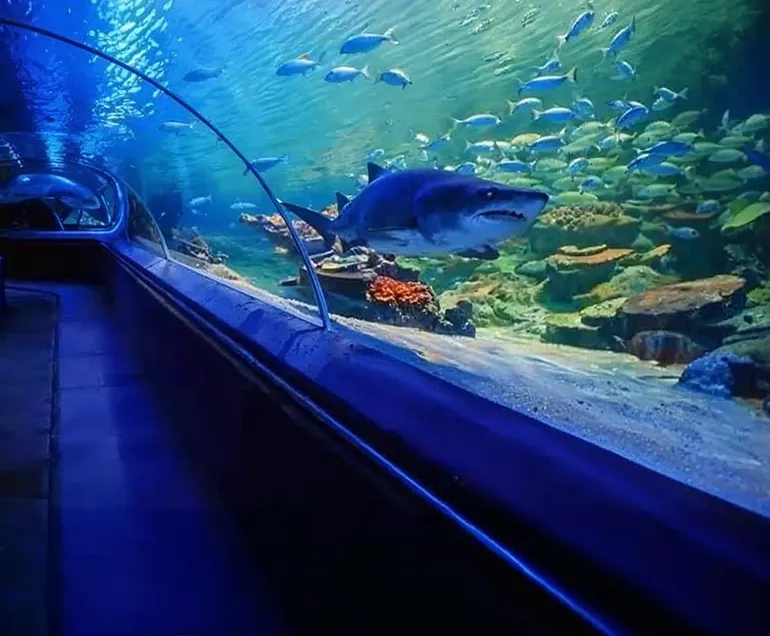 قیمت بلیط آکواریوم کیش