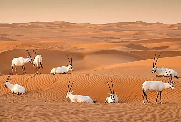 صحرای المرموم از کویرهای معروف دبی