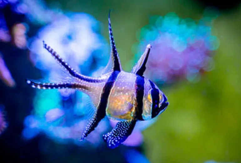 ماهی مرکب بنگای در آکواریوم فلوریا استانبول​