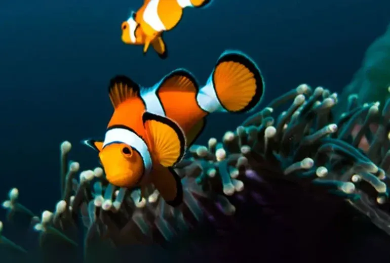 دلقک‌ماهی در آکواریوم فلوریا استانبول