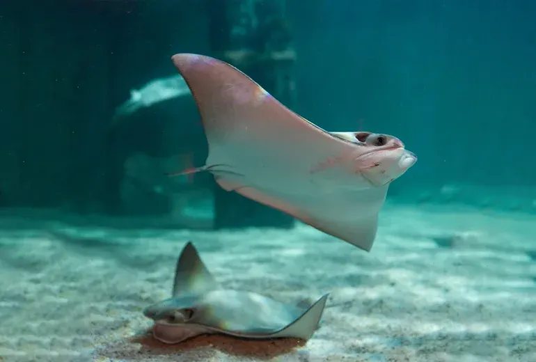 سفره‌ماهی دماغ گاوی در آکواریوم استانبول​