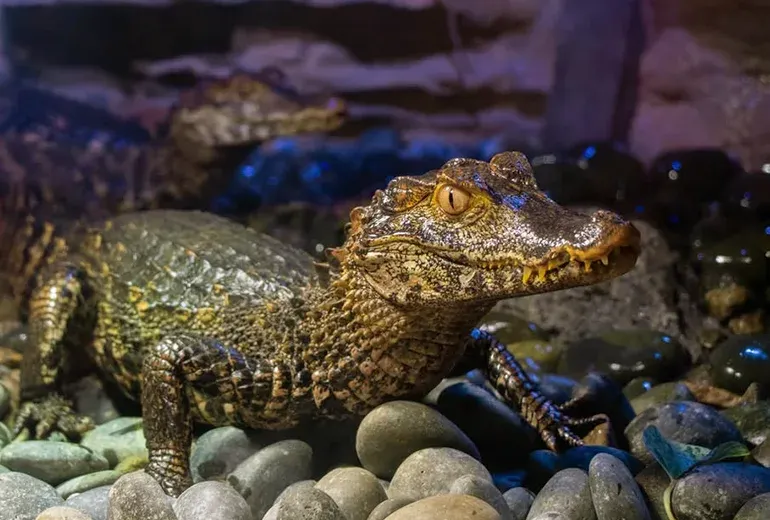 کروکودیل‌های دورف کیمن در آکواریوم استانبول​