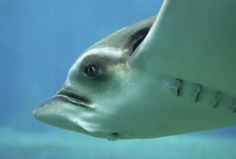 سفره‌ماهی عقابی در آکواریوم فلوریا استانبول​