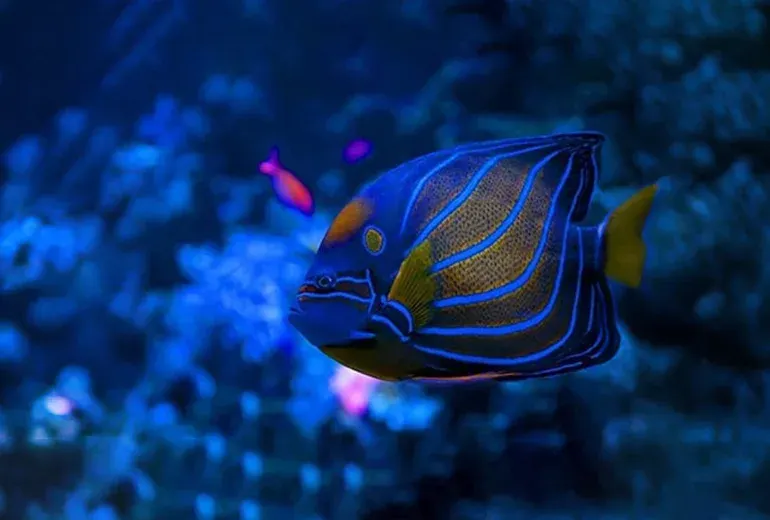 فرشته‌ماهی امپراتور در اکواریوم بزرگ استانبول