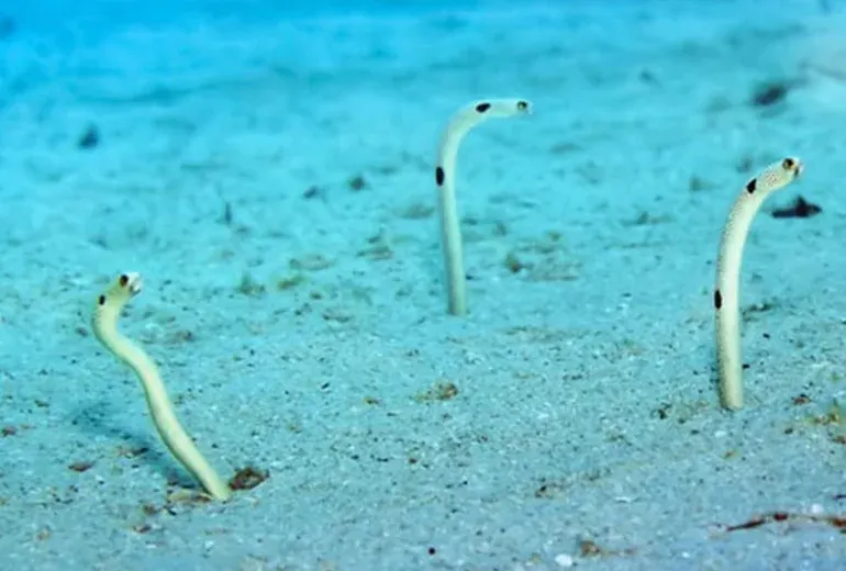 مارماهی باغچه‌ای در آکواریوم استانبول​