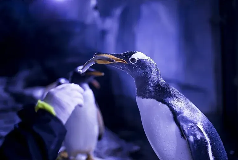 پنگوئن‌های جنتو در آکواریوم استانبول​