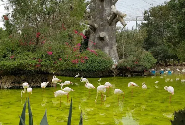 باغ پرندگان در نزدیکی ساحل مرجان کیش