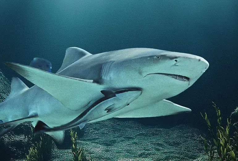 کوسه لیمویی در آکواریوم استانبول​