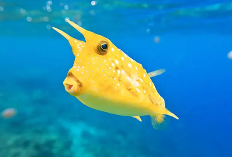 گاو ماهی شاخ‌دار در آکواریوم استانبول​