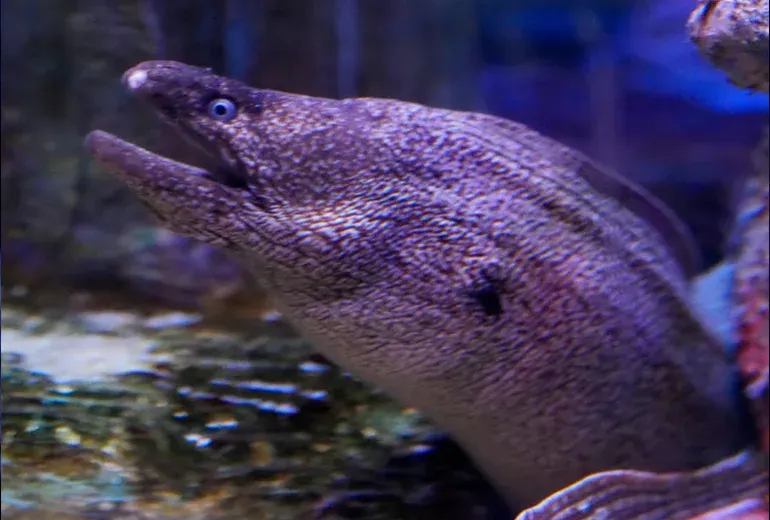 مار مدیترانه‌ای در آکواریوم بزرگ استانبول​