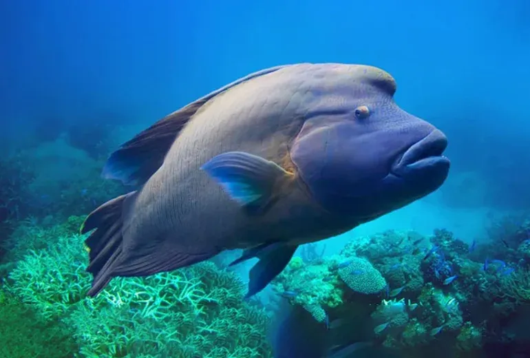 ماهی ناپلئونی در آکواریوم استانبول​