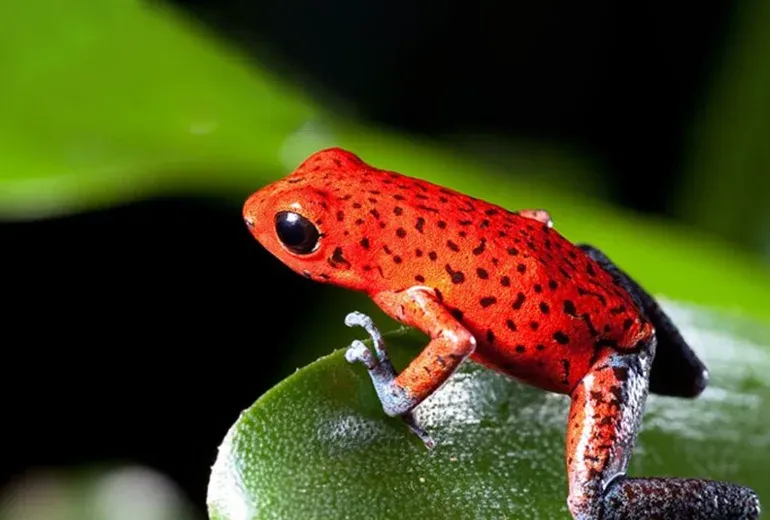 قورباغه‌های سمی در آکواریوم بزرگ استانبول​