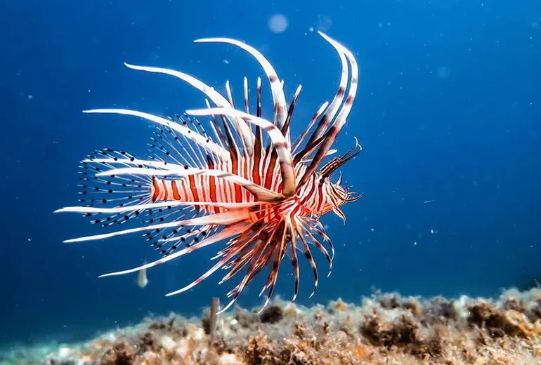 شیر ماهی قرمز در آکواریوم استانبول​