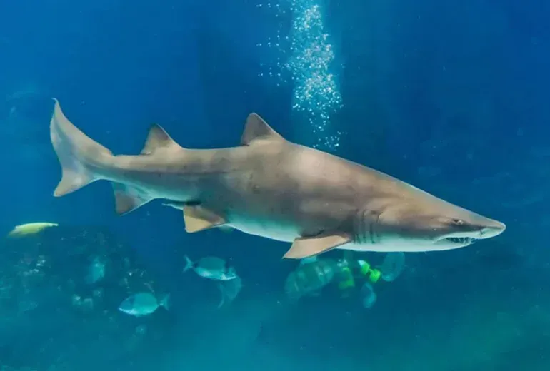 کوسه ببری شنی در آکواریوم بزرگ استانبول​