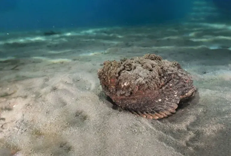 ماهی سنگی در آکواریوم استانبول​