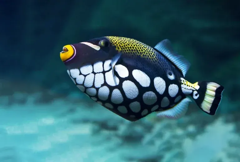 ماشه ماهی در آکواریوم فلوریا استانبول​