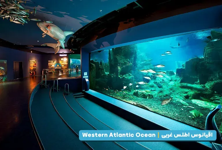 اقیانوس اطلس غربی از بخش های آکواریوم استانبول