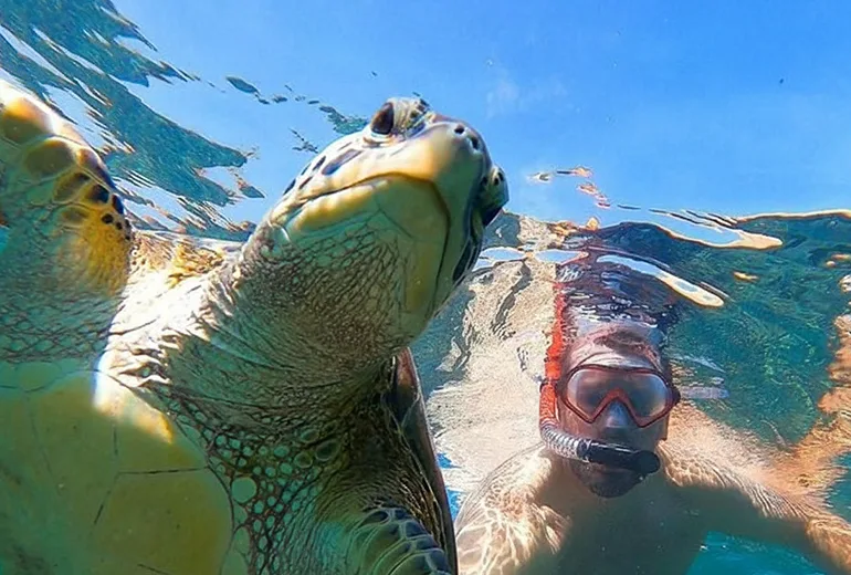 حیات وحش جزایر دیمانیات