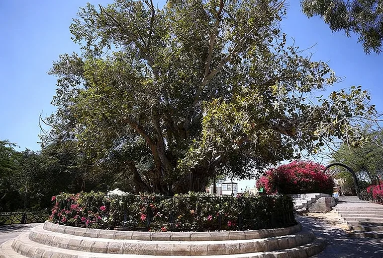 درخت سبز کیش