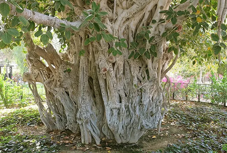 درخت انجیر معابد کیش