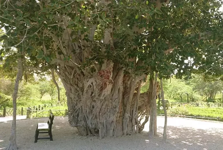 قدمت درخت سبز کیش