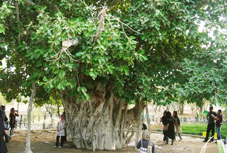 درخت لور کیش