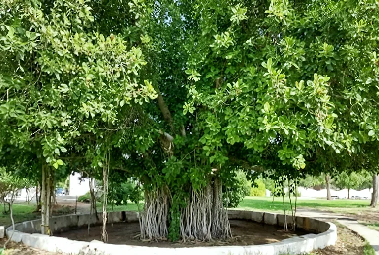 درخت سبز جزیره کیش