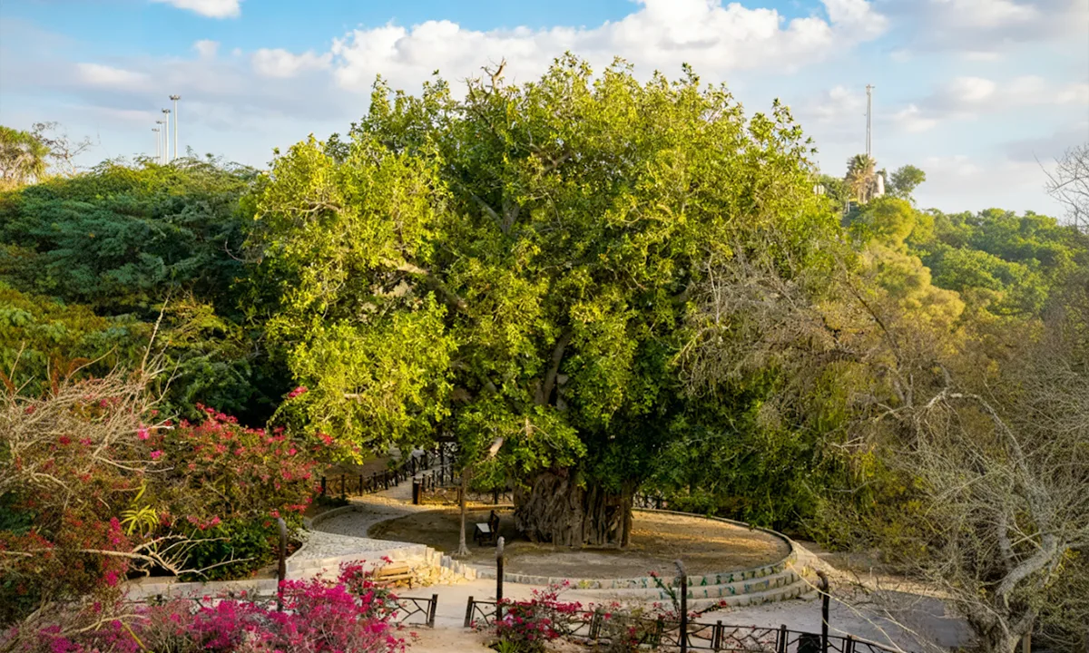 درخت سبز کیش