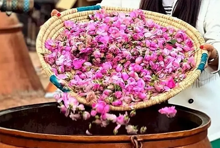 گلاب‌گیری در سفر به کاشان​