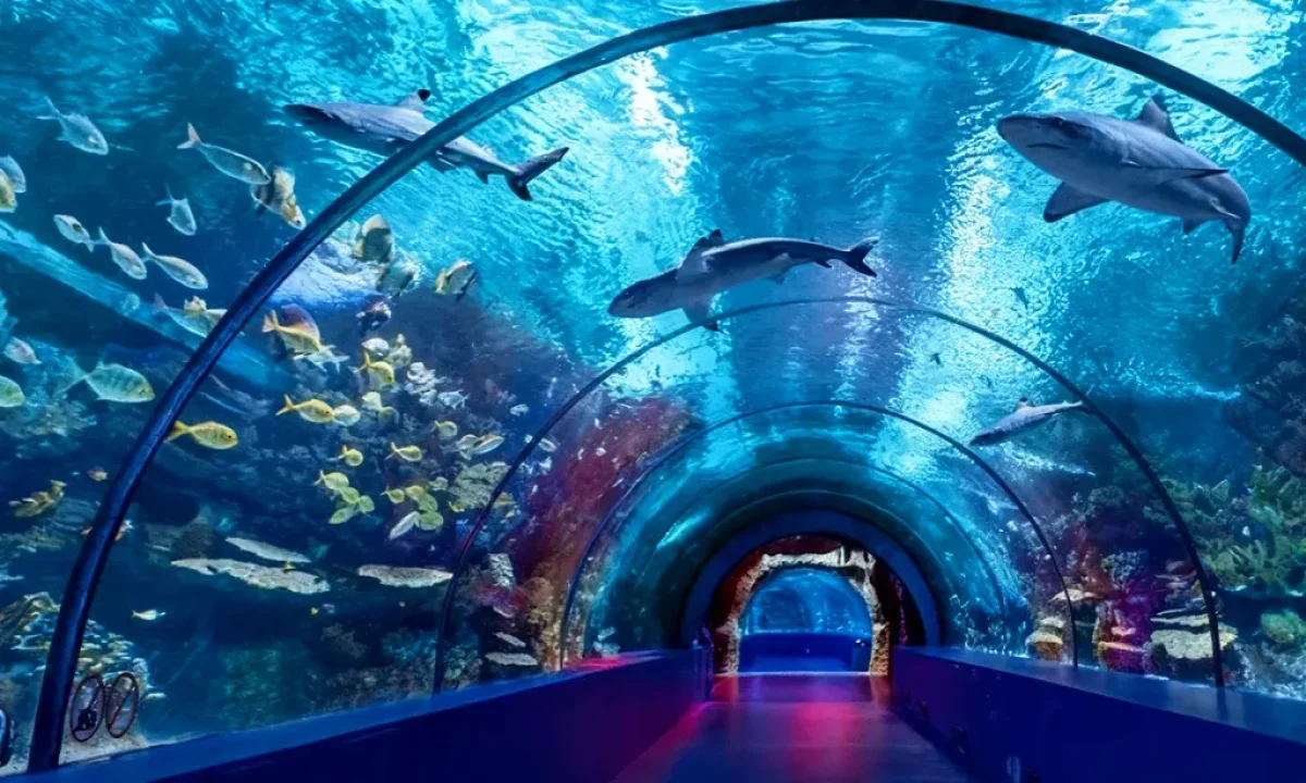 آکواریوم استانبول