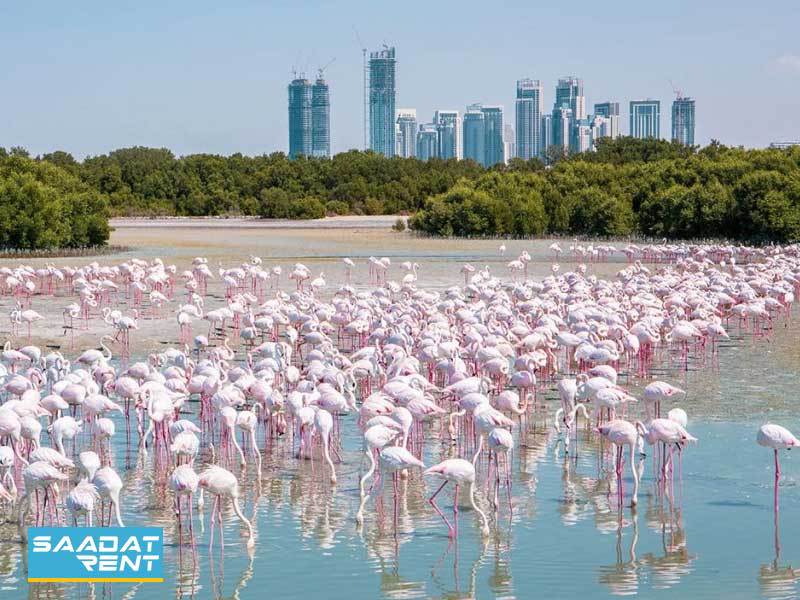 راس الخور دبی، عکاسی با پرندگان