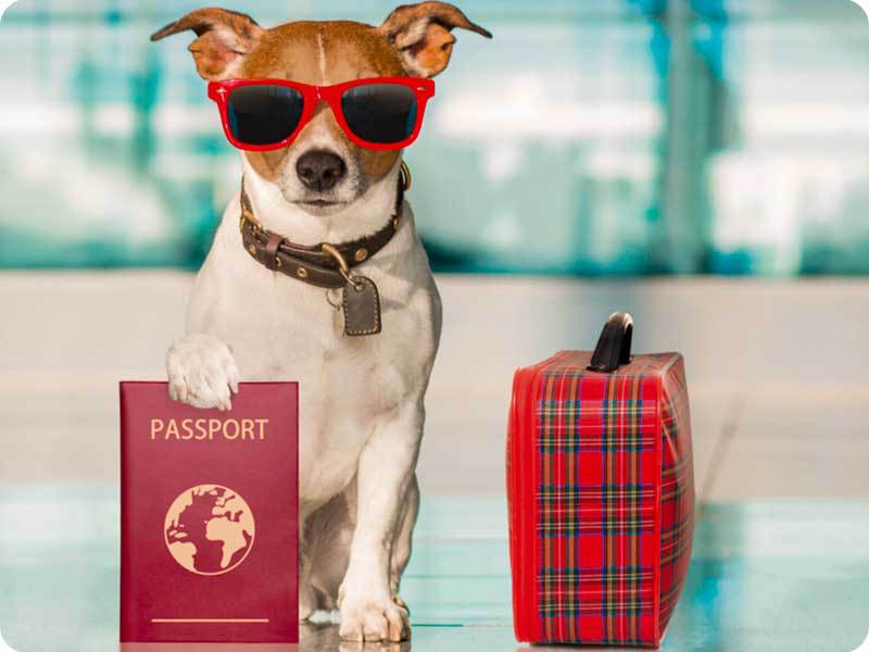 قوانین فرودگاه درباره حیوانات خانگی