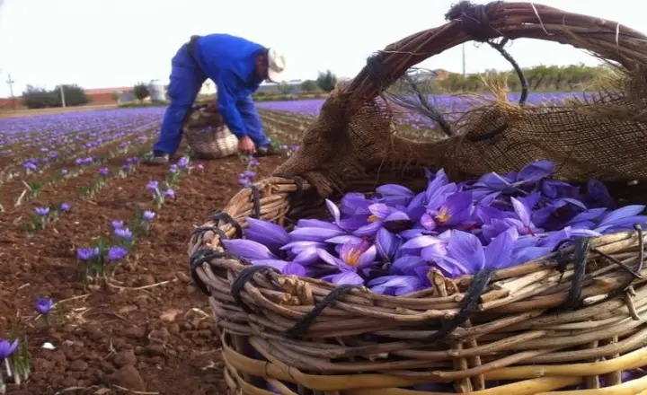 saffron harvest