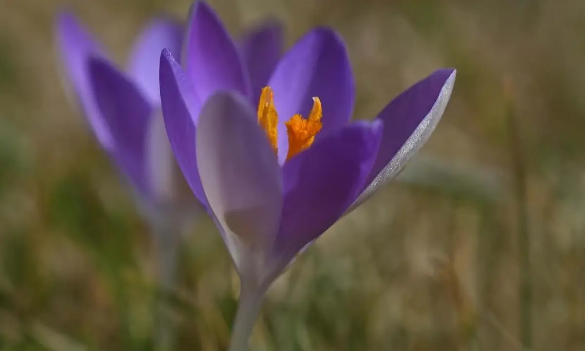 Saffron the red gold of Iran