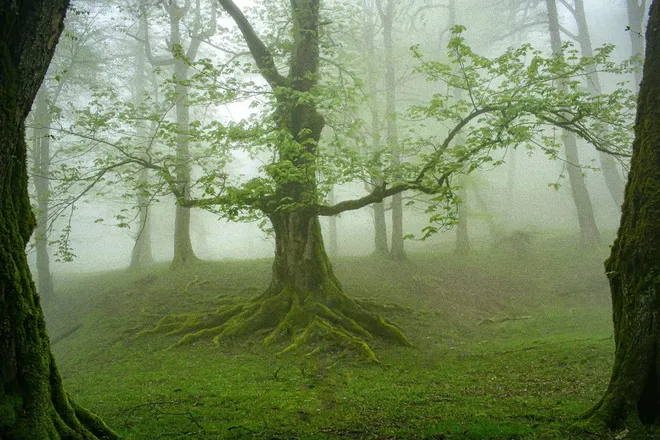 Top Forests to Visit in Iran