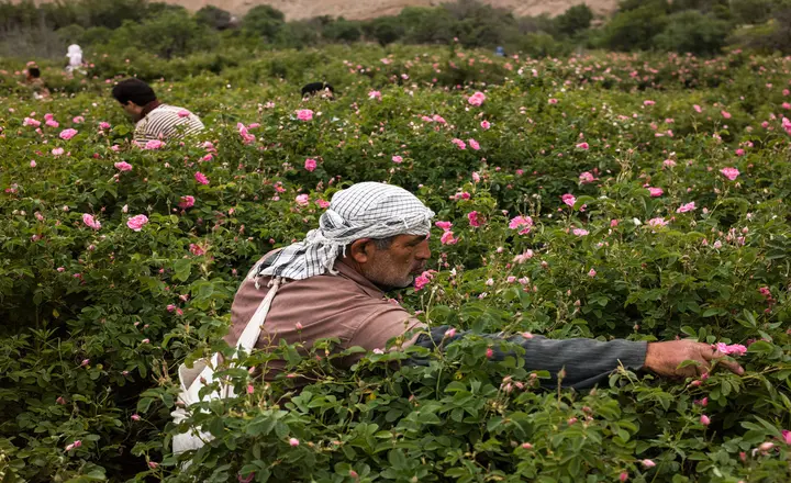 What is the best season for Rose picking in Kashan?