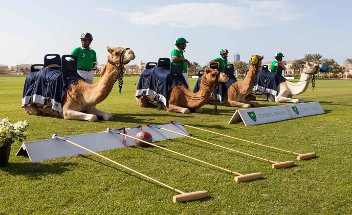 Watching Camel Polo Matches
